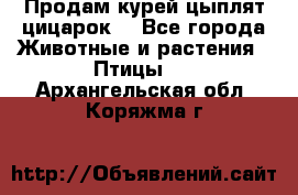 Продам курей цыплят,цицарок. - Все города Животные и растения » Птицы   . Архангельская обл.,Коряжма г.